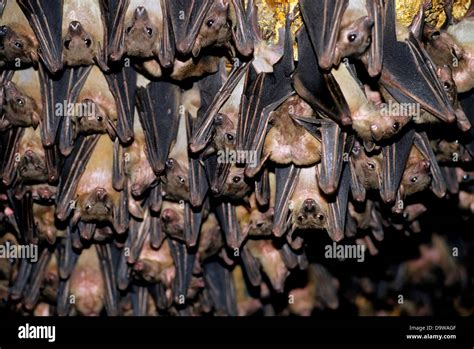bat power uganda.